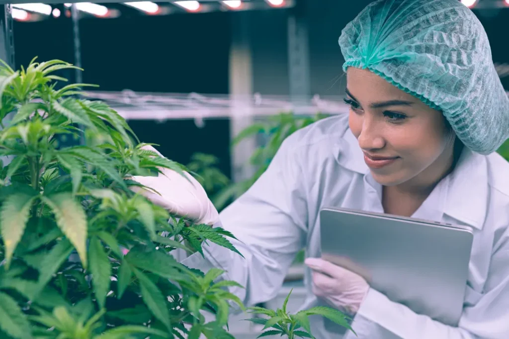 CBD plants are grown in the laboratory. 